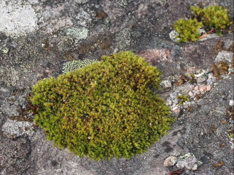 Racomitrium microcarpum
